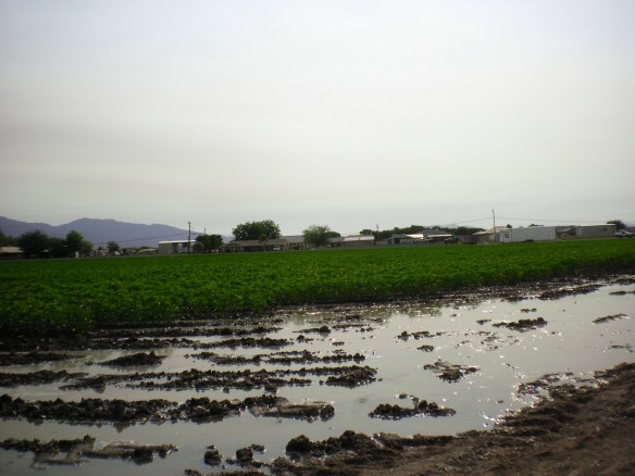 flooding in the land of the cotton