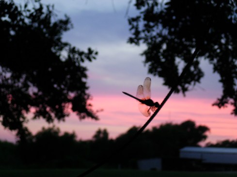 Dragon fly in the Louisiana sunset