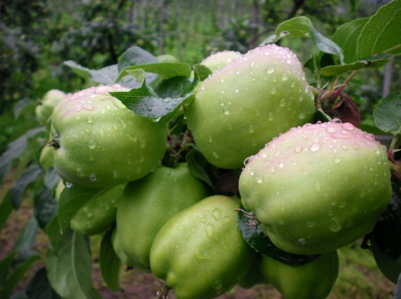 SANYO DIGITAL CAMERA