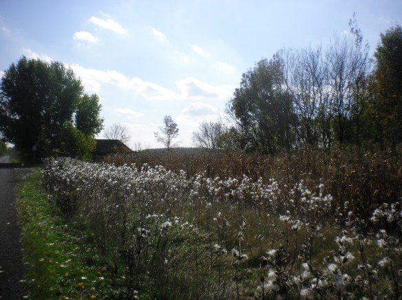 Cotton in the country