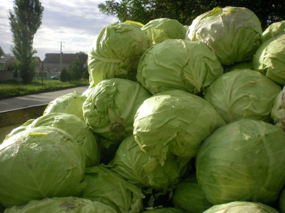 A cartload of Cabbage en-route to Belgrade