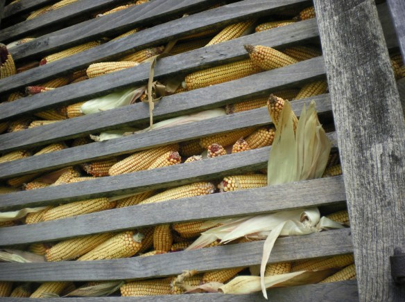 Tons of corn waiting the mouths of live stock