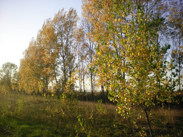 Cotton wood trees grow along the Danube River