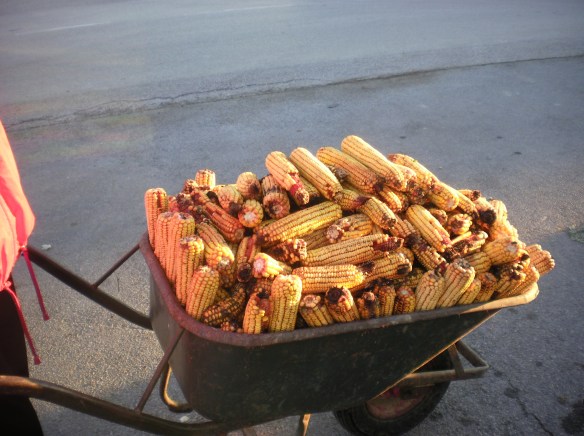A wheel barrel of corn for pigs