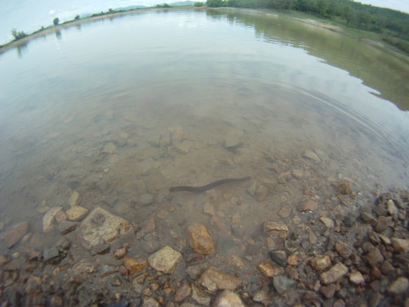 Here's a cute leach waiting for you to put your hand in the water