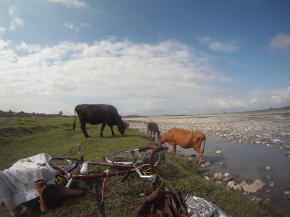 Cows raid my camping spot, nothing like waking up to a cow peeing a few feet from your tent