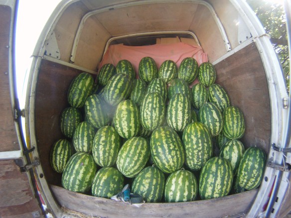 Let the quantity and size of the watermelons  reflect the heat of the central Georgian valleys