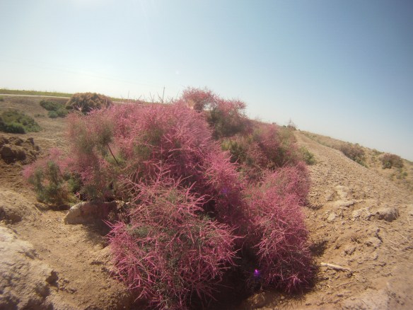 A flowering Tamarix, in Uzbekistan's fertile region