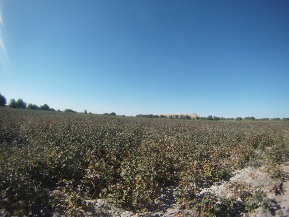 Acres and acres of cotton on the Silk Road between Bukhara and Samarkand