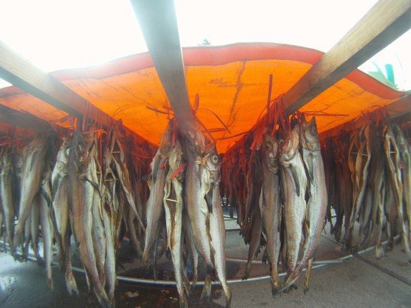 Dried fish stink up the sidewalks in Seoul, no one guards the fish as I take it stinky fish theft is very uncommon