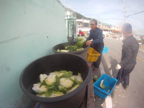two huge batches of Napa cabbage about a few months away from being Kimchi