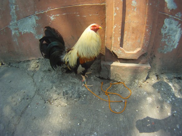 A rooster selling his services