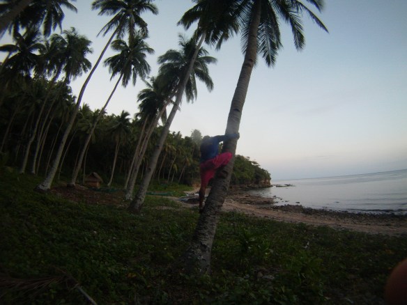 Barangay official free climbs tree to get me a fresh coconut