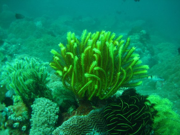 Scenes from the coral reef dive