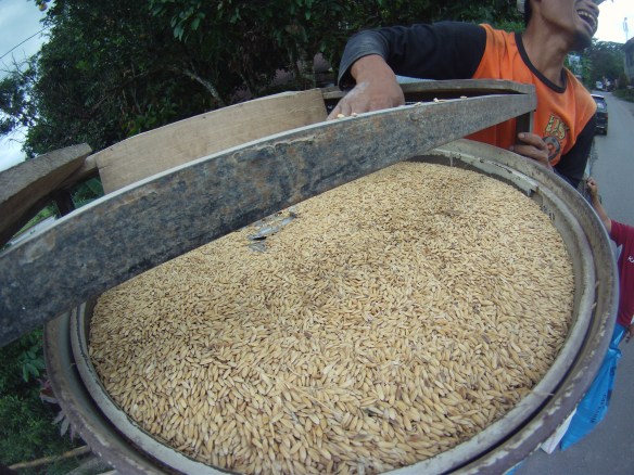 The dried brown rice in-  -white out