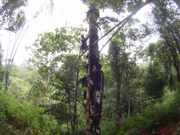 "E-Ju" tree and bamboo ladder apparatus. The brewer slowly collects the juice from the tree which is fermented into a wine like beverage. Tuak can be sold in two forms "Tuak Manis" which is sweet and contains were little alcohol and "Tuak Alcohol" which is similar in concentration to wine. While staying in the village of Panici I drank a bottle of Tuak alcohol that was infused with durian.
