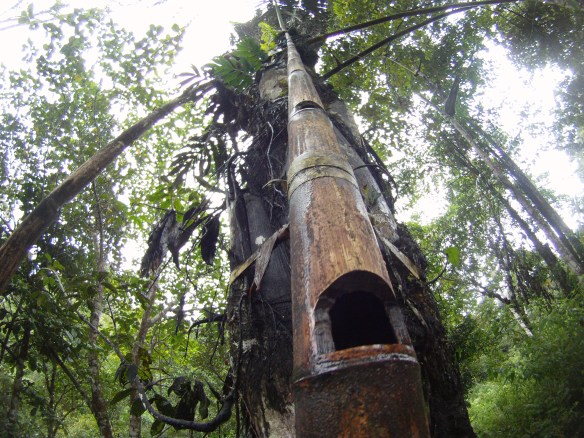 Bamboo ladder used to climb "E-ju"/Tuak tree