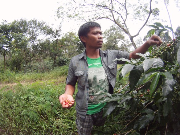 Near by Panici was a large coffee plantation. The company mainly exported to Japan whole, unroasted Arabika beans
