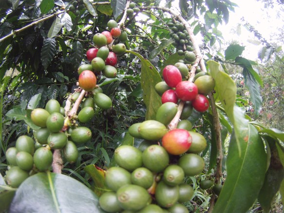 Tana Toraja's prized Arabika coffee plants. The red beans are ready to be picked, dried and roosted.