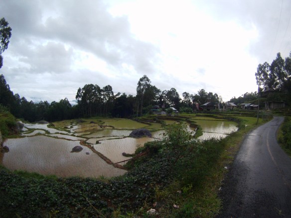 Rice fields in the upper mountains