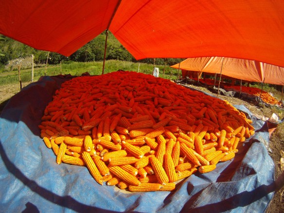Lower hills of Tana Toraja, Corn drying in the sun.