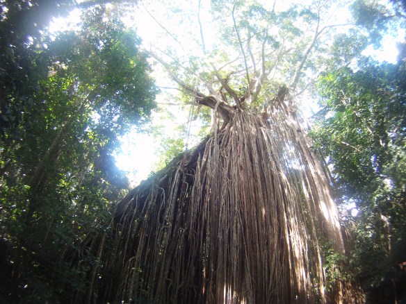 "Curtain fig". This towering fig tree was once two living organisms.