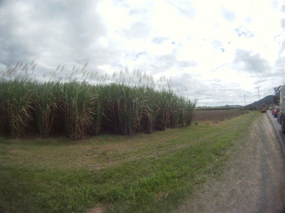 Miles of cane fields eventually gave way to the forest.
