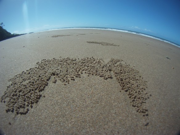 Debris left on the beaches from Bubbler sand crabs